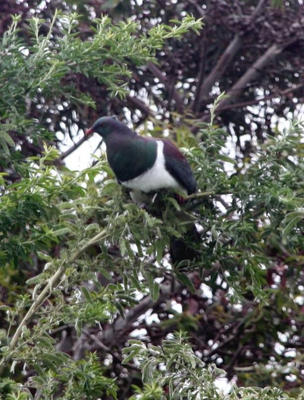 kereru marton