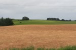 glyphosate sprayed fields roundup