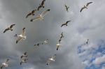 800px-Seagulls_in_flight_1