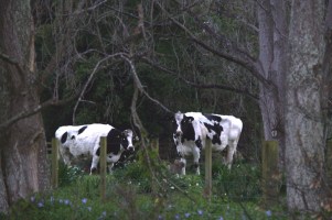 Cows in Spring