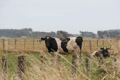NZ, where Glyphosate is an integral part of farming