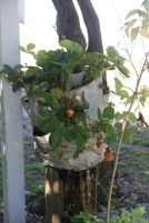 Dec  2014 Jan 2015 201