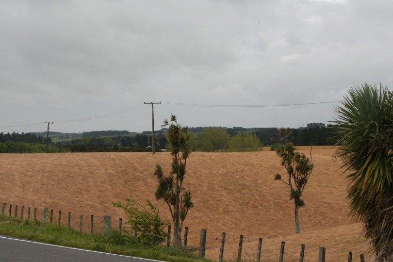 roundup sprayed fields in manawatu