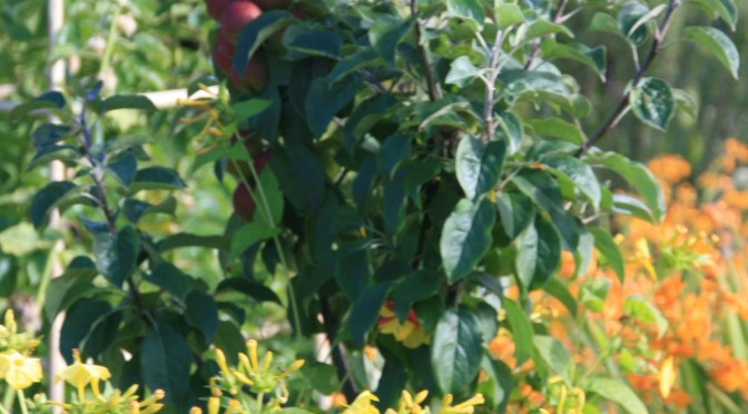 Community Gardens are Catching On for Kiwis ….