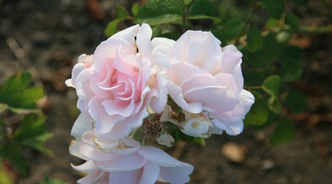 Growing Roses (Wally Richards)