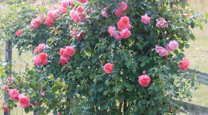 COMING UP ROSES (Wally Richards)