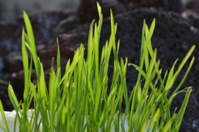 grass-435986_1280