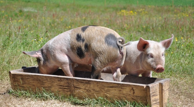 What’s in our meat? … and is NZ really GE free?