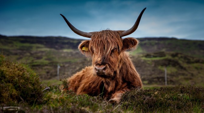 Scotland Announces Total Ban on GM Crops