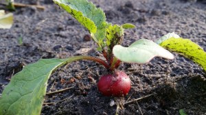radishes-788554_1280