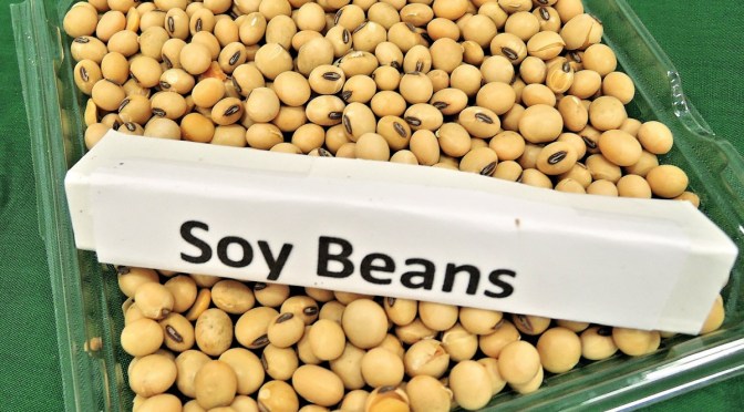 Monsanto faces multi-million dollar challenge to disprove the independent research on their GM soy