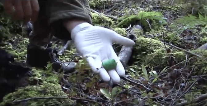 gloved hand holding 1080 pellet