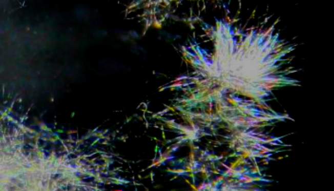 Fake looking dandelions seen falling in the Rangitikei – are they fallout from geoengineering?