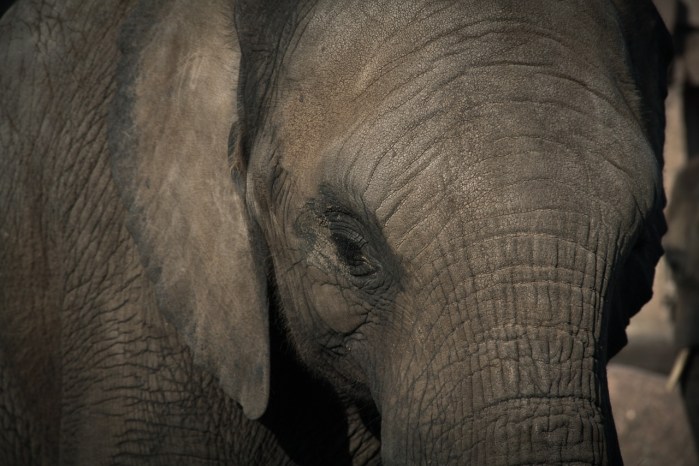 elephant-670645_1280