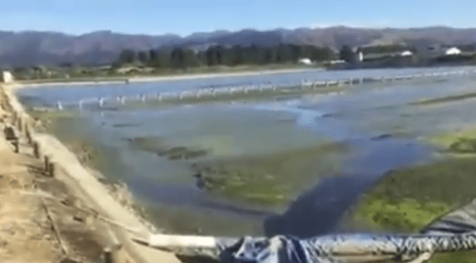 Exposing the pollution of your waterways may well incur a violent backlash as two Horowhenua residents found out – the ongoing lip service Councils pay to Iwi, the RMA & ‘sustainable development’