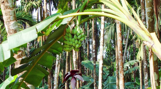 Banana Republic: the ugly story behind New Zealand’s most popular fruit