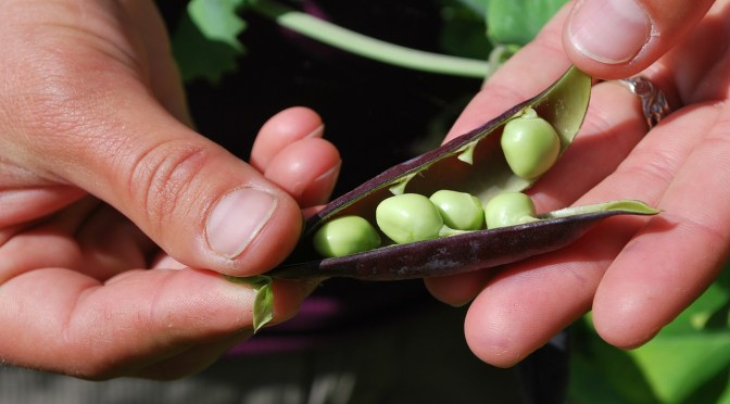 Keep your heirloom seeds … they’re gold … Monsanto is buying up the heirloom companies