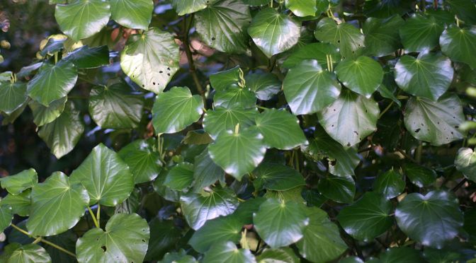 Two MDs and an expert on Maori Medicinal Plants Discuss the toxicity of 1080 in our Food & our Environment