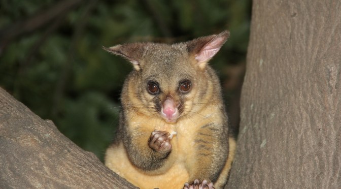 NZ First Exposes TB/1080 Fraud