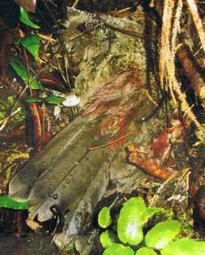 fwdfwdockills7outof9kea7