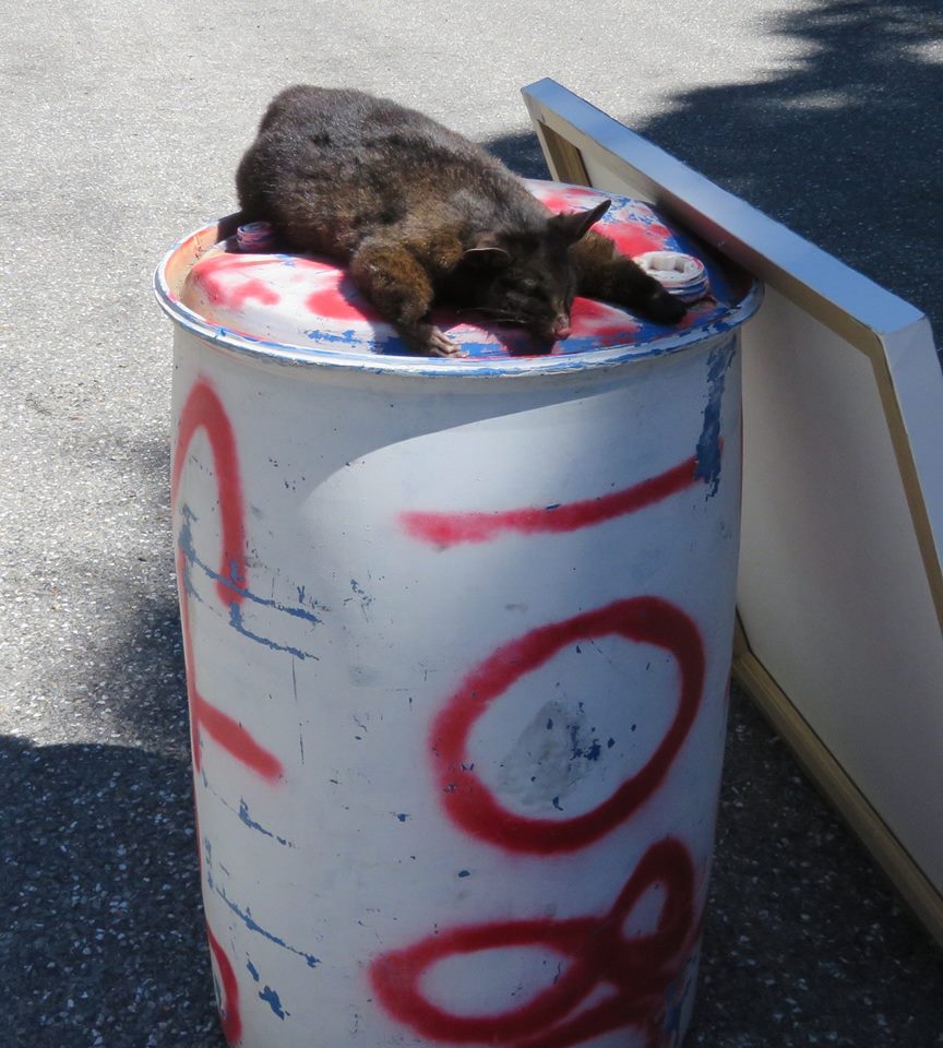 16903525_1887190028227981_450084545642809223_o