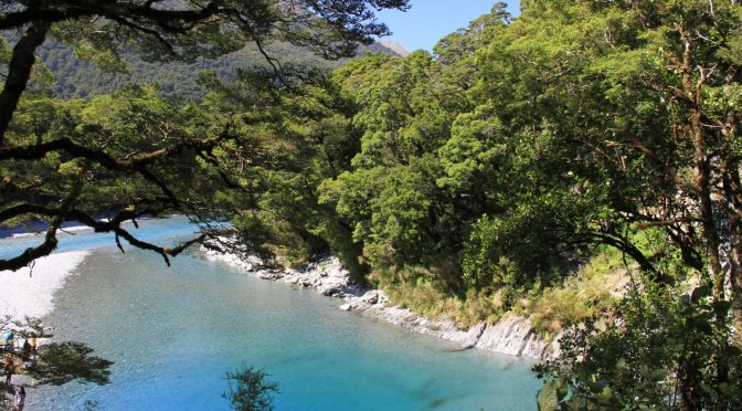 Tributaries that flow into the Blue Pools & Lake Wanaka poisoned with 1080 – no signs out & horrified tourists oblivious to risks of swimming & ingesting the water