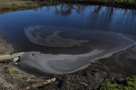 the-pollution-of-the-manawatu-river-loop-at-foxton