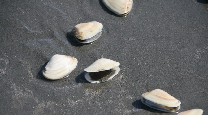 Our Dying Seas and the fate of the Toheroa – NZ’s Canary in the Coal Mine