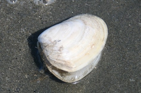 2Copy of 000 043.jpg