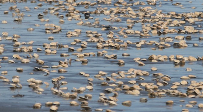 Why is there a Massive Shellfish Die off at NZ’s Waitarere Beach?