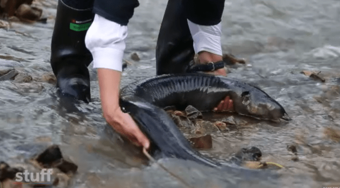 Wellington stream a brown, bubbly industrial dump that is killing the eels