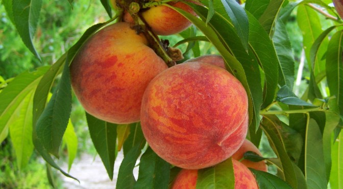 DEALING WITH CURLY LEAF DISEASE IN STONE FRUIT (Wally Richards)