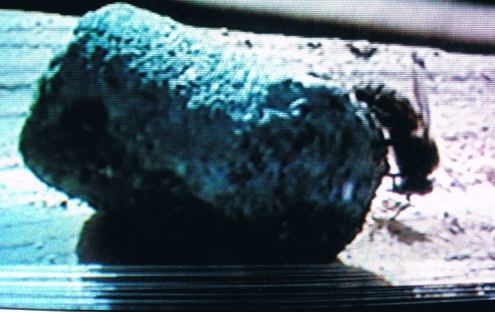 carol and also credits Lew Hore.jpg