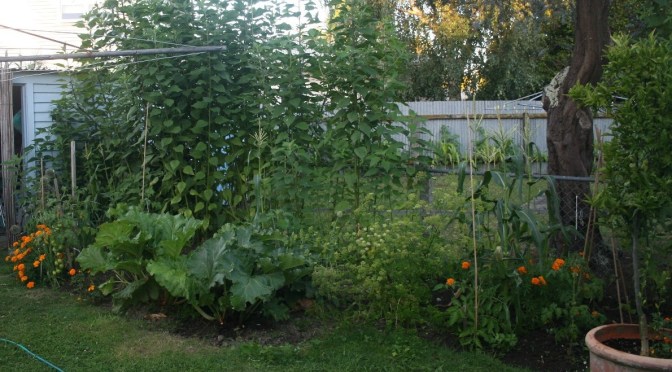 “Growing Your Own Food Is Like Printing Your Own Money” – Avoid GMOs & Do It