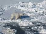 polar bear on ice with water