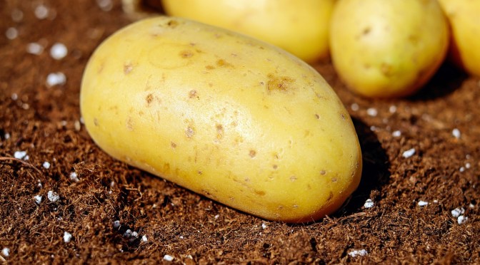 Grow Potatoes in a Cardboard Box