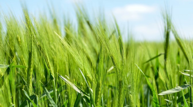 GM Food Crops Illegally Growing in India: The Criminal Plan to Change the Genetic Core of the Nation’s Food System