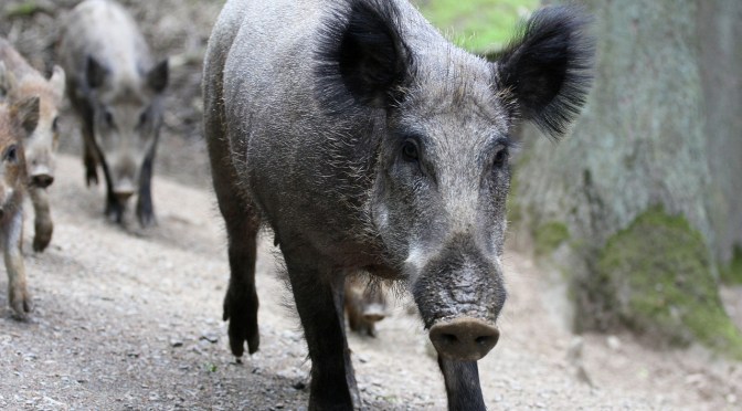 A New form of Botulism or something more deadly? (the case of the poisoned Waikato family)