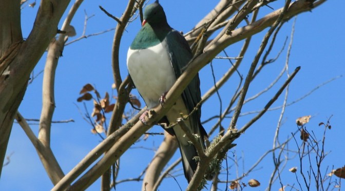 There’s no credible scientific evidence showing any species of native bird benefits from 1080 drops – two scientists speak out