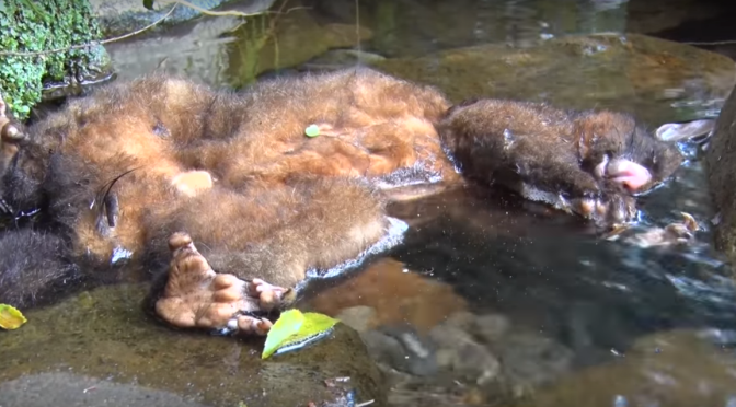 Animal Carcasses and 1080 Poison Baits Contaminate Waterways – District Health Board Responds Clyde Graf