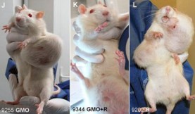 Rat-Tumor-Monsanto-GMO-Cancer-Study-3-Wide2.jpg