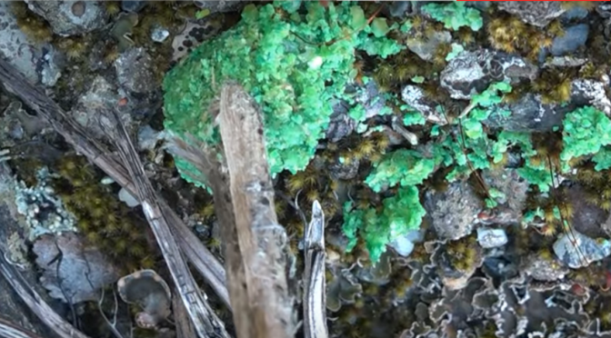 The Greens’ official stance on 1080 is probably not what you think it is