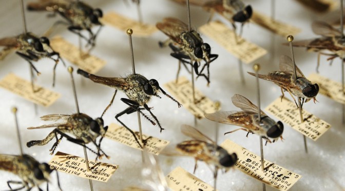 Australia and New Zealand to be test sites for GM insect trials courtesy of DARPA!