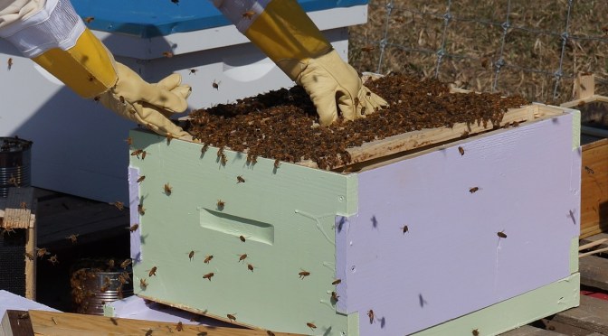 Thousands of bees are dying in Murchison. No-one knows why
