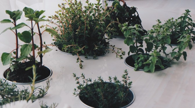 The New Zealand Minister of Health has announced he will be  introducing legislation later this year to control the availability of  natural products (third attempt so far by Labour – Hatchard)