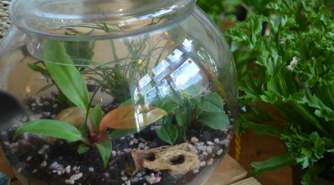 Indoor gardening, a growing pastime