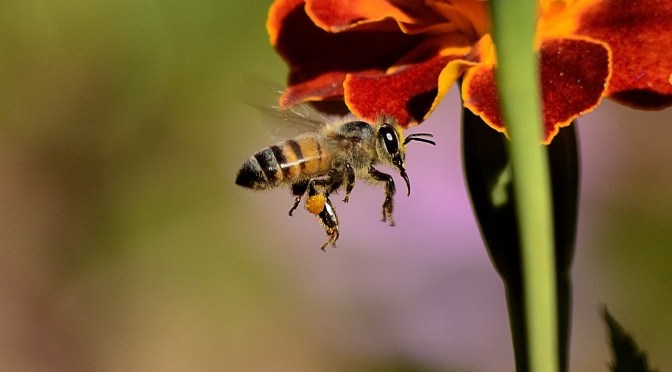 Japan has just invented Robo-bees that can ‘legitimately’ pollinate the earth – why?