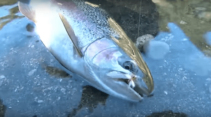 1080 poisoned trout risk much greater than first declared says researcher – fishermen BEWARE