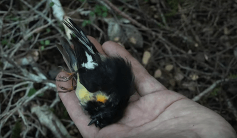 clydes mt pukaha dead kiwi vid