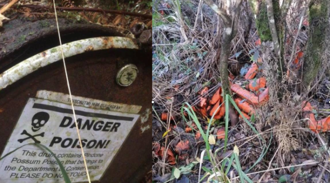 Poison just lying around in the bush alarms overseas visitor – in same area the pig that poisoned the Putararu family came from